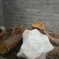 فروش چوب درخت