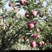 فروش چوب درخت سیب